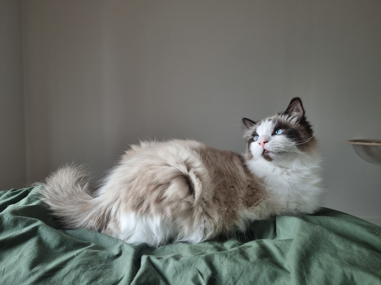 catests를 만든 집사와 고양이 레오